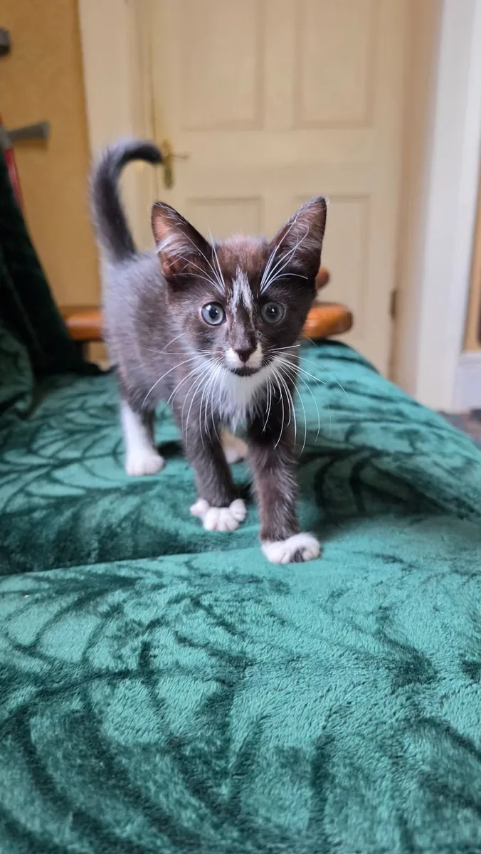 5 kittens looking for their forever homes - Image 4
