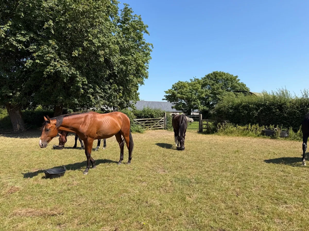 2 year old colt ISH - Image 2