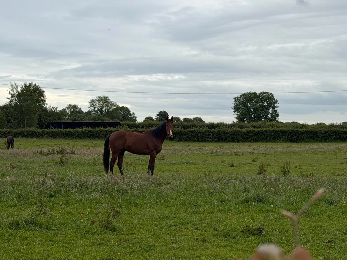 2 year old colt ISH - Image 3