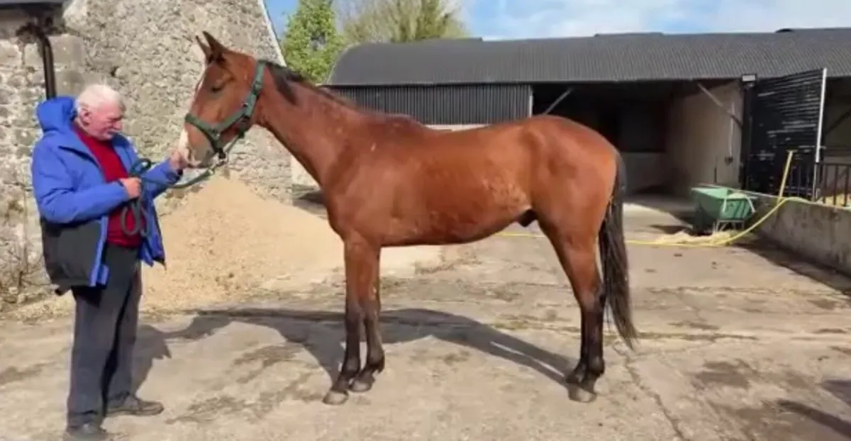 2 year old colt ISH - Image 1