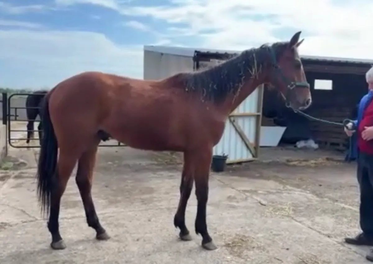 2 year old colt ISH - Image 4