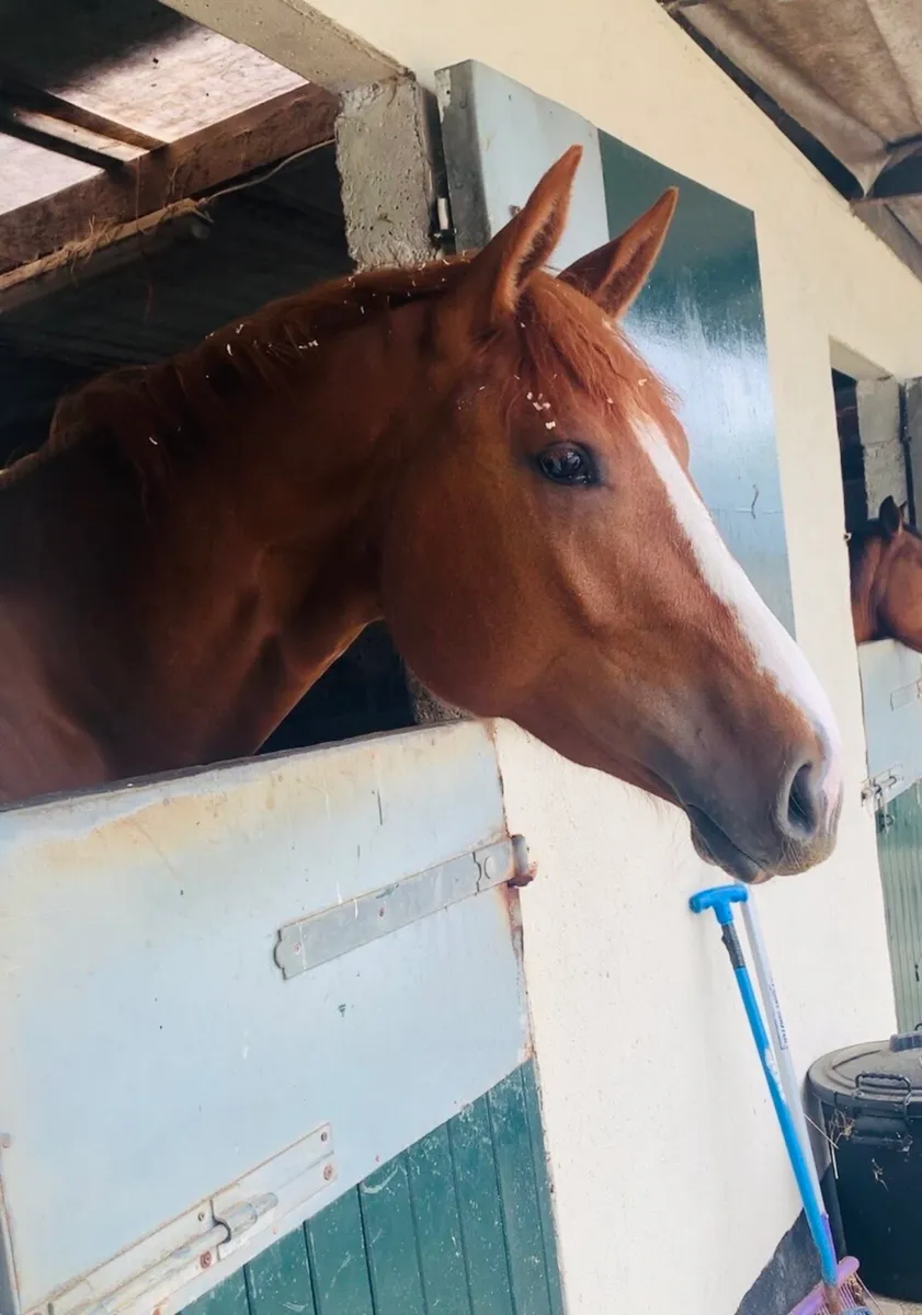 Corlou PS X OBOS Quality 3yr old gelding - Image 2