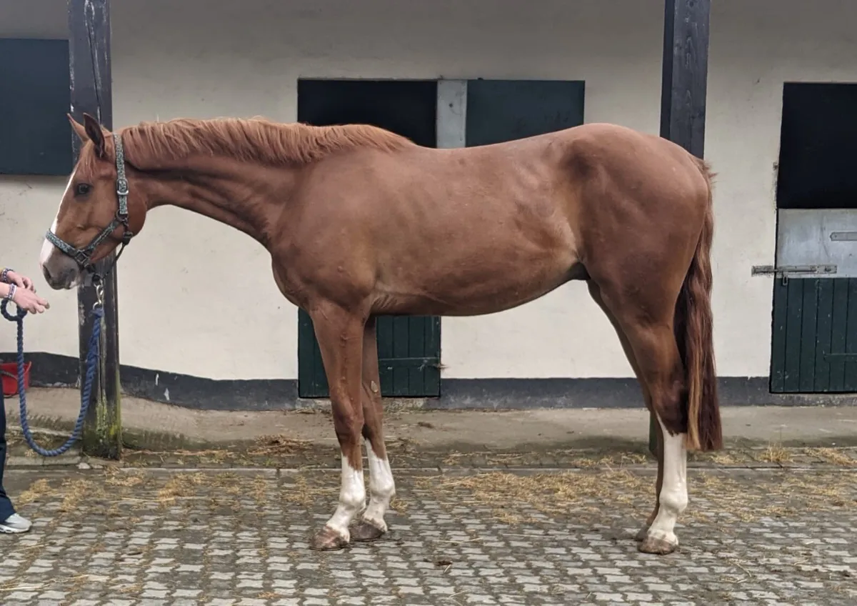 Corlou PS X OBOS Quality 3yr old gelding - Image 1
