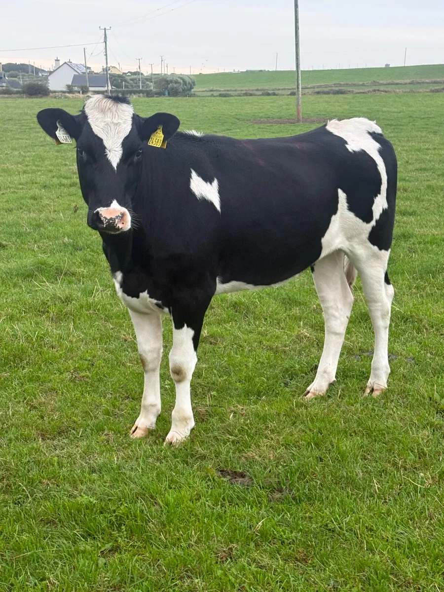 7 Bulling Heifers - Image 1