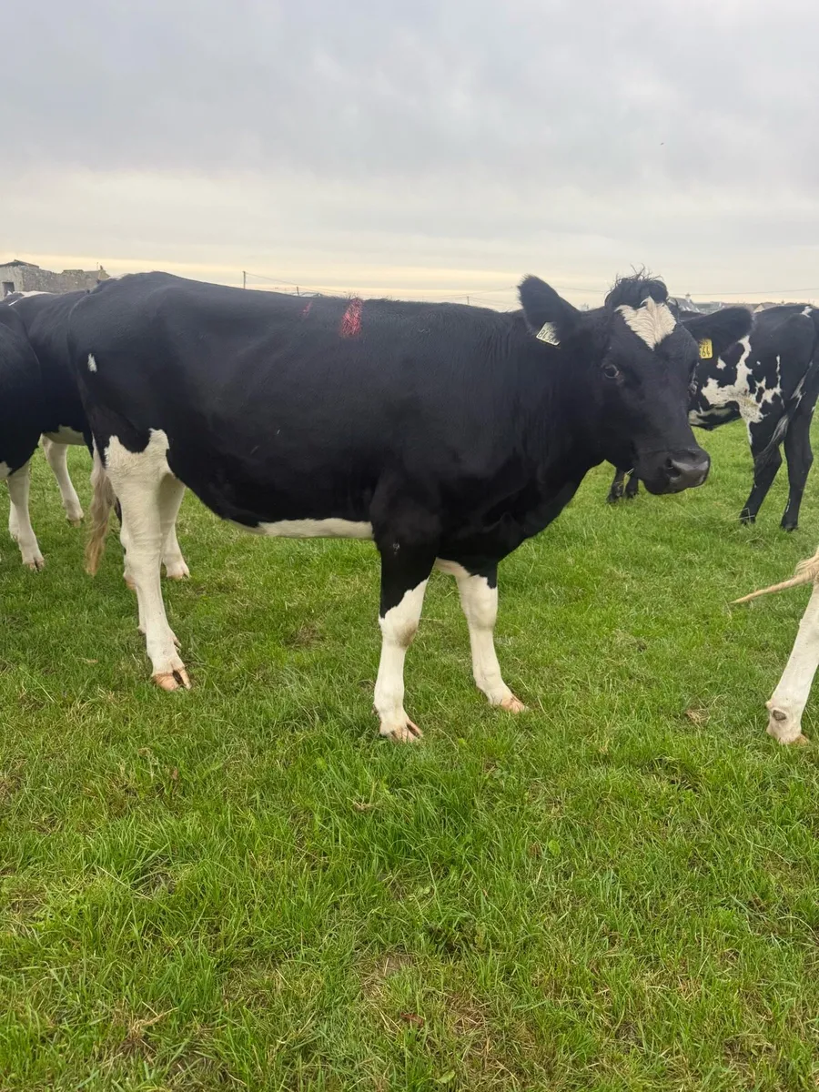 7 Bulling Heifers - Image 2