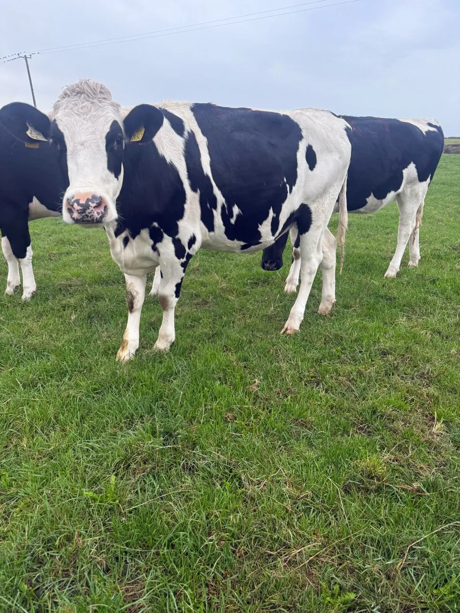 7 Bulling Heifers - Image 3