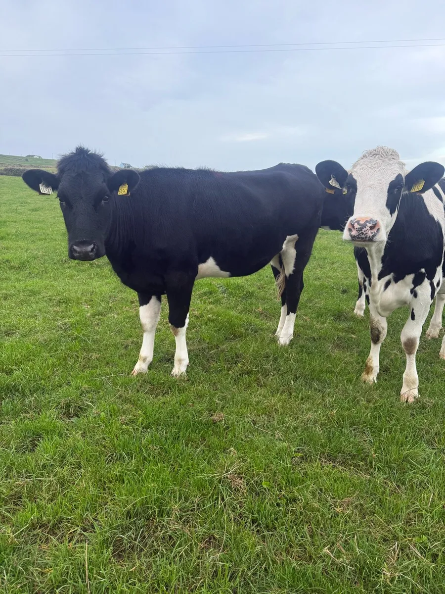 7 Bulling Heifers - Image 4
