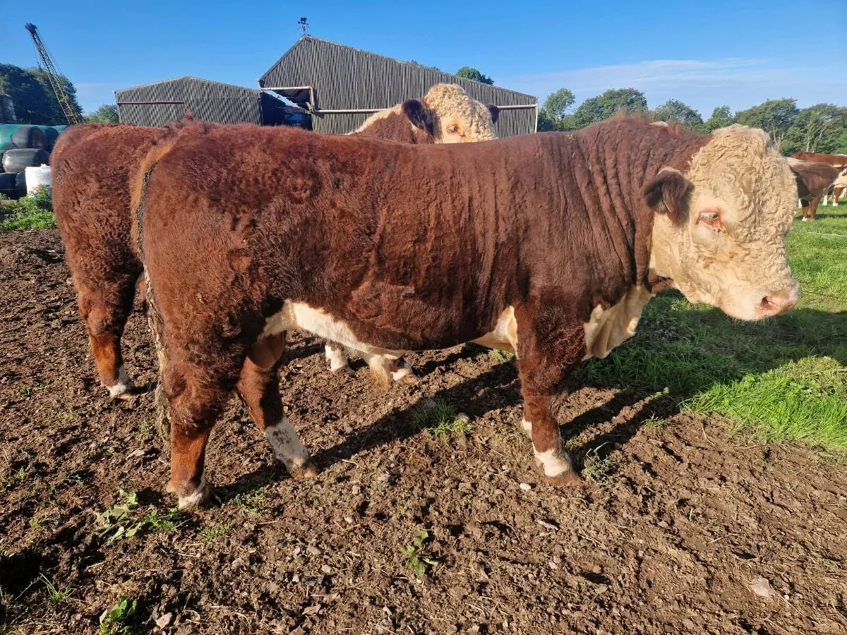 Pedigree Hereford Bulls - Image 2