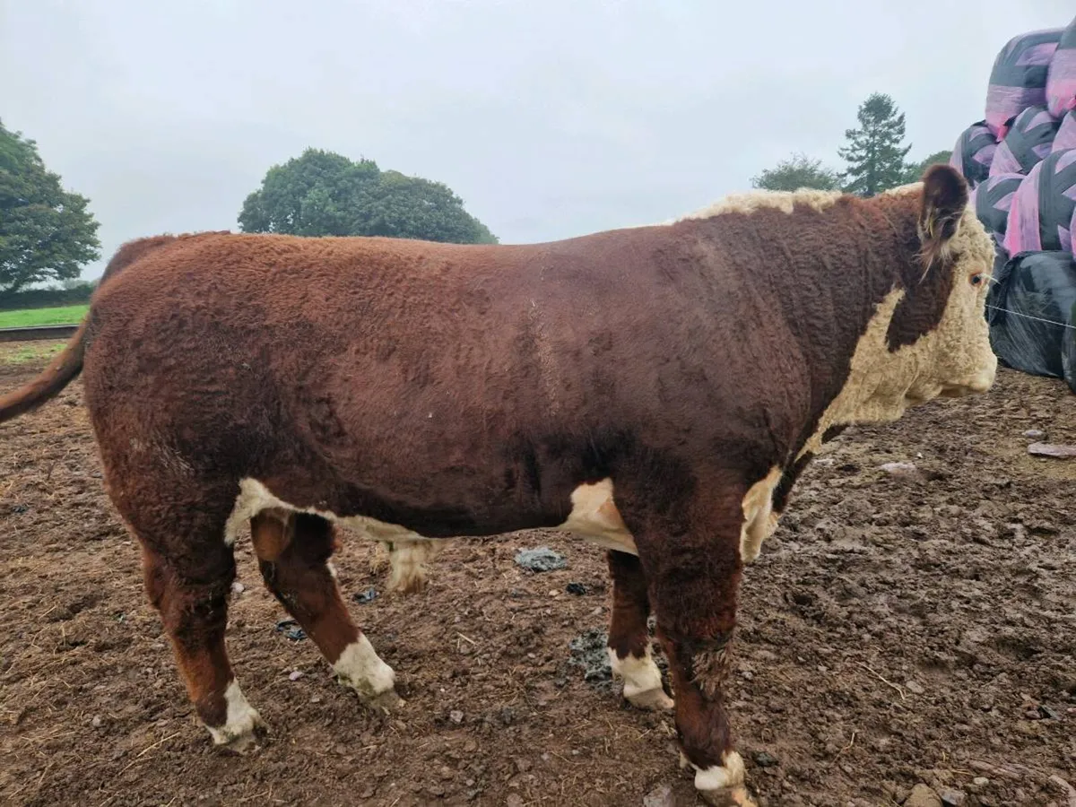 Pedigree Hereford Bulls - Image 1