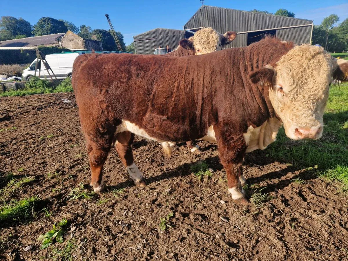 Pedigree Hereford Bulls - Image 3