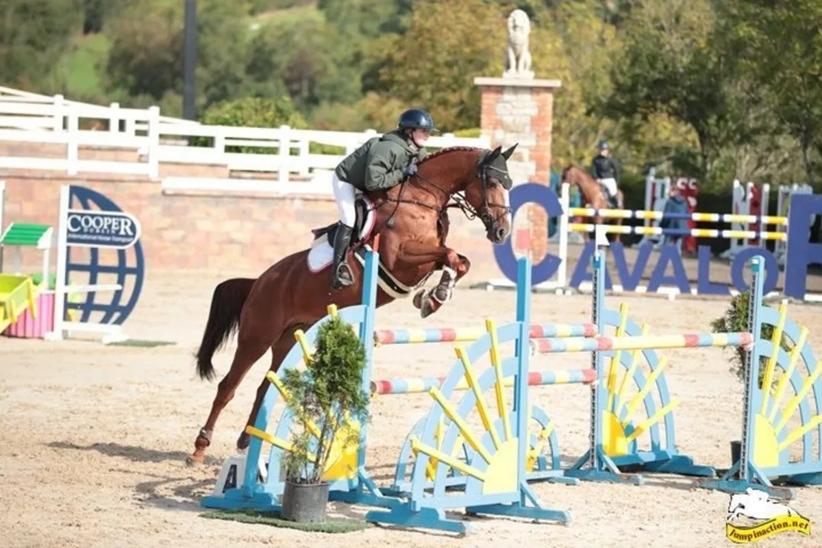 amazing breeding prospect in foal to Carerra VDL - Image 1