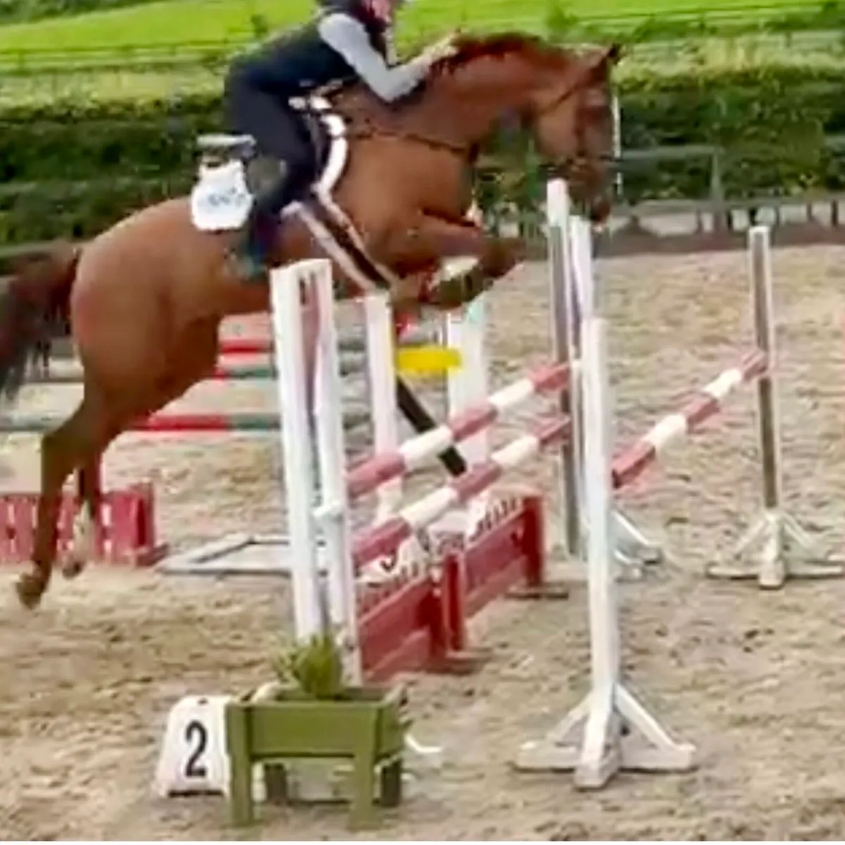 amazing breeding prospect in foal to Carerra VDL - Image 2