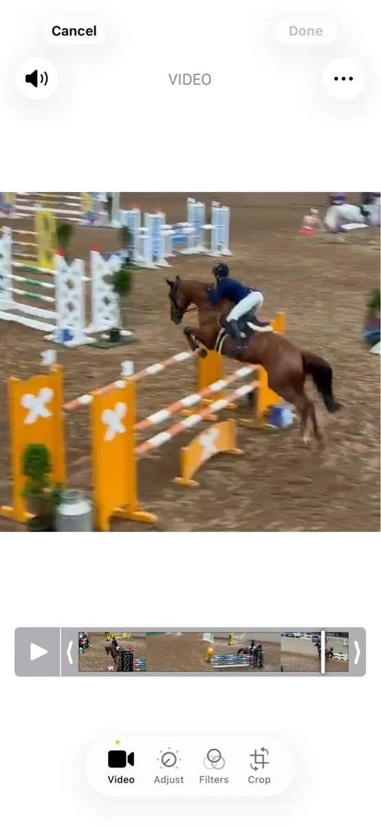 amazing breeding prospect in foal to Carerra VDL - Image 3