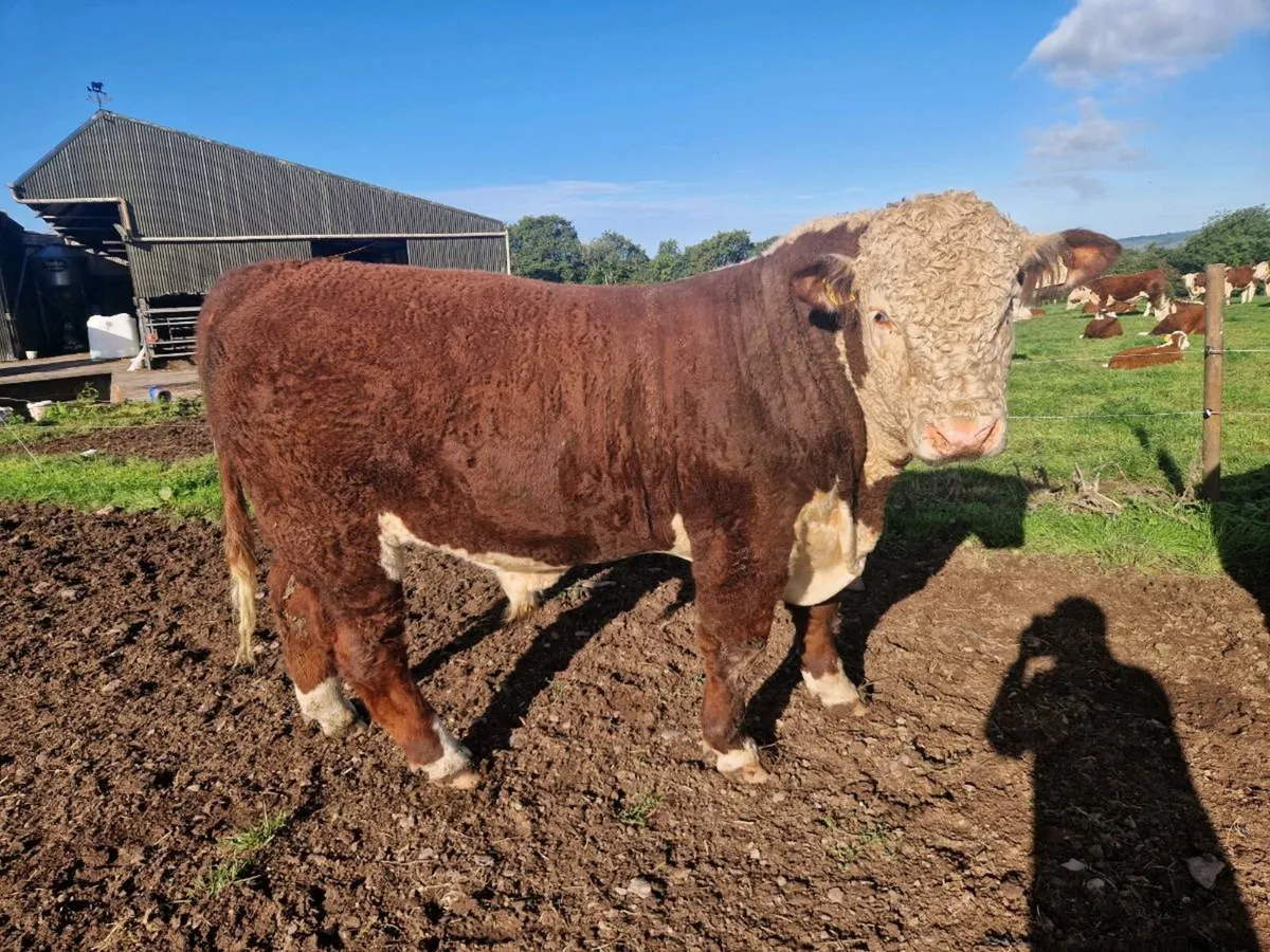 Pedigree Hereford Bulls - Image 4