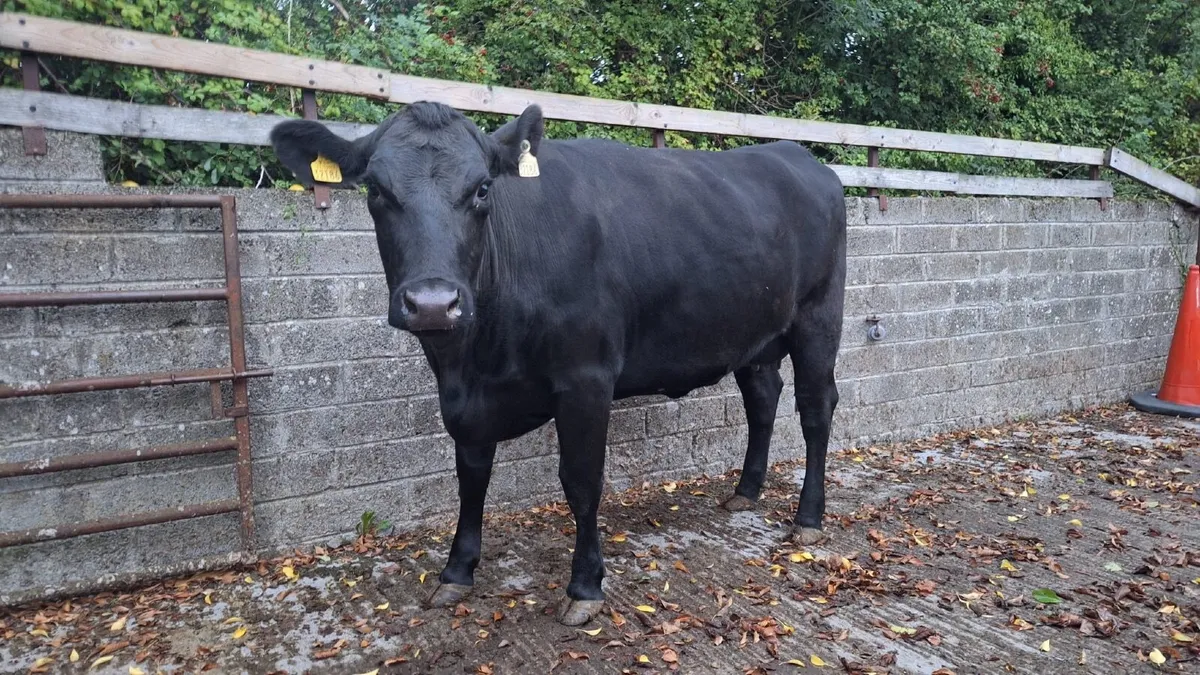 Livestock - Image 1