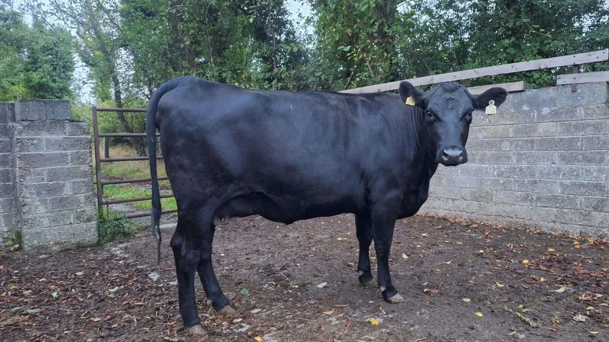 Livestock - Image 2