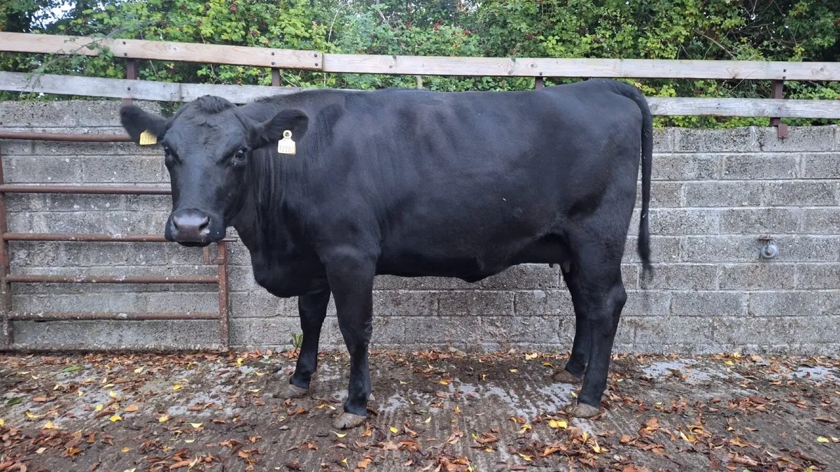 Livestock - Image 3
