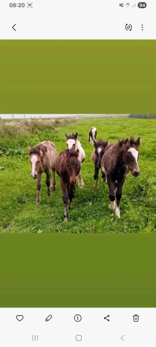 Horses - Image 1