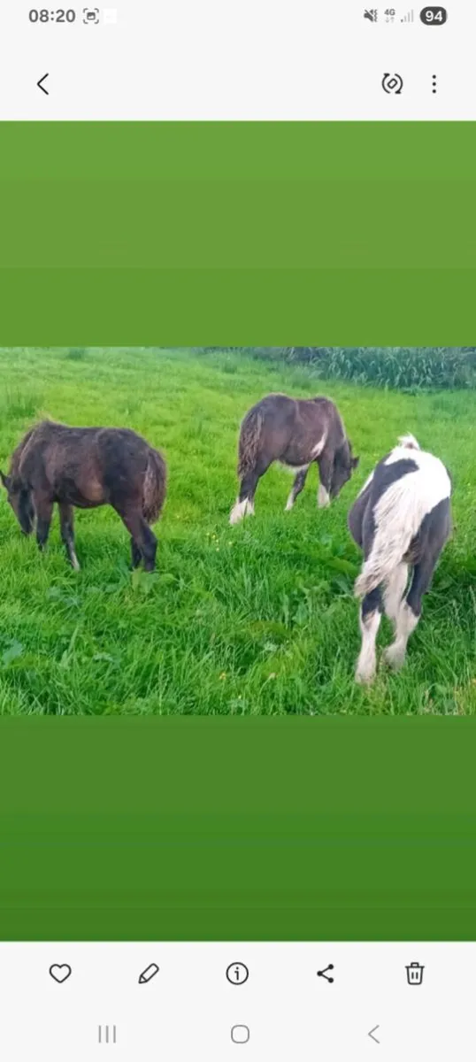 Horses - Image 2