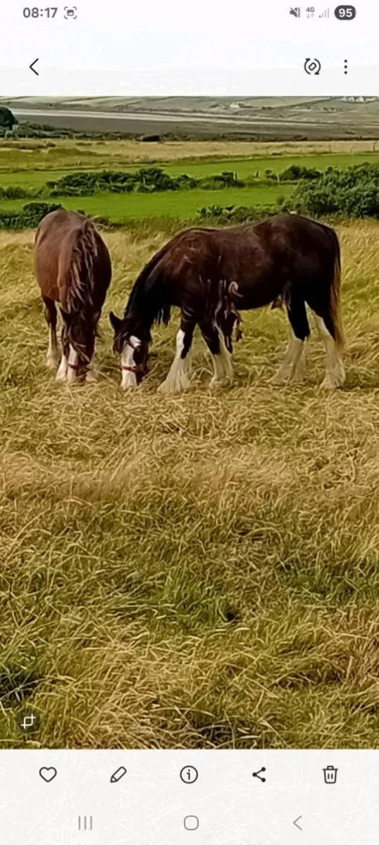 Horses - Image 3