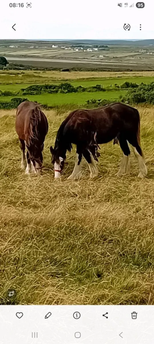 Horses - Image 4