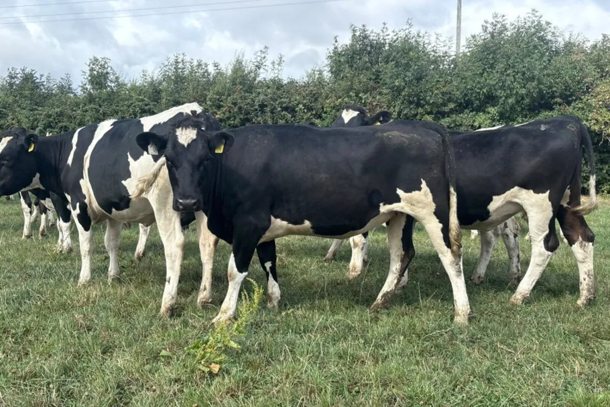70 High EBI Spring Calving Heifers - Image 1