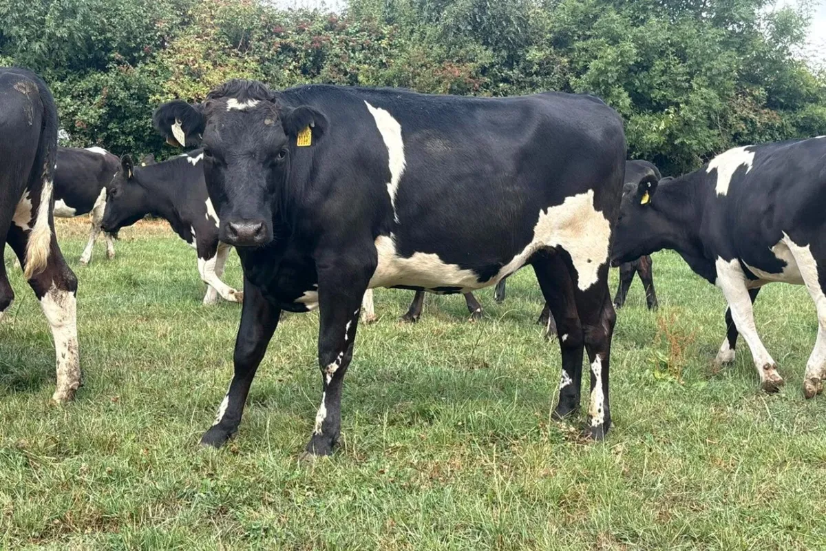 70 High EBI Spring Calving Heifers - Image 2