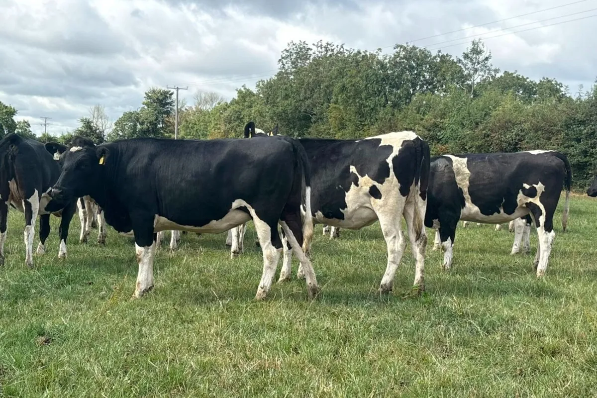 70 High EBI Spring Calving Heifers - Image 3