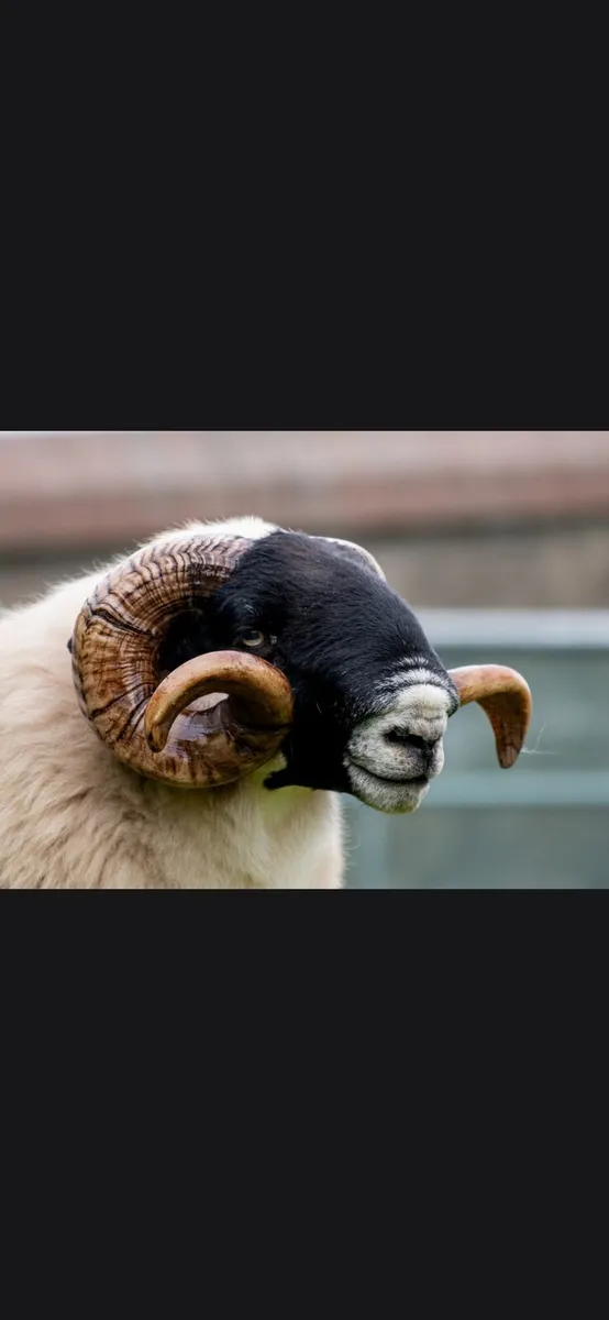 Organic blackface sheep - Image 1