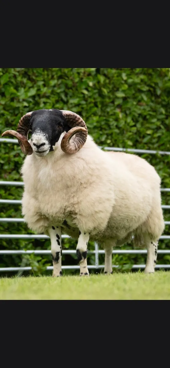 Organic blackface sheep - Image 2