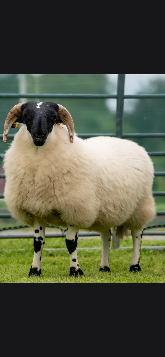 Organic blackface sheep - Image 3
