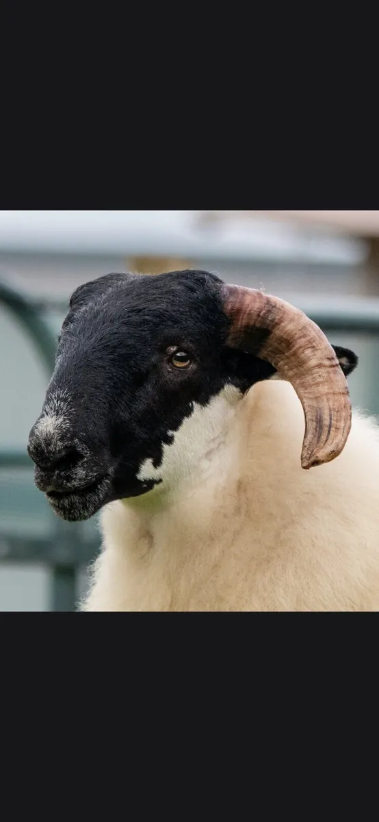 Organic blackface sheep - Image 4