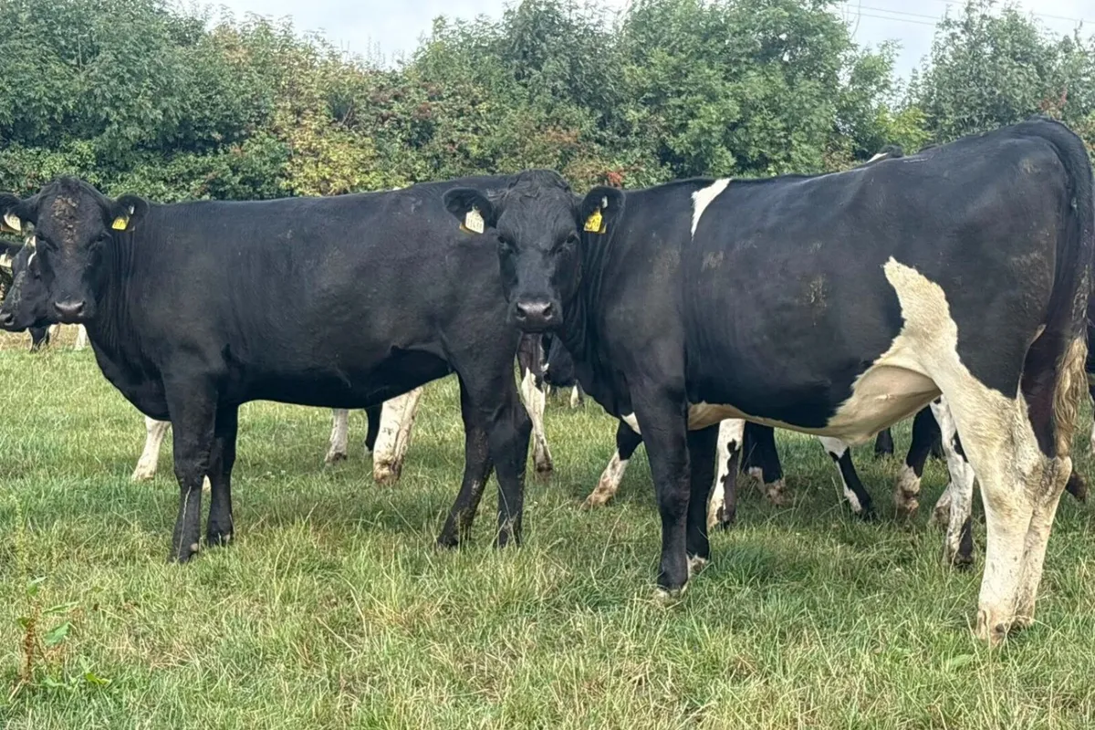 70 High EBI Spring Calving Heifers - Image 4