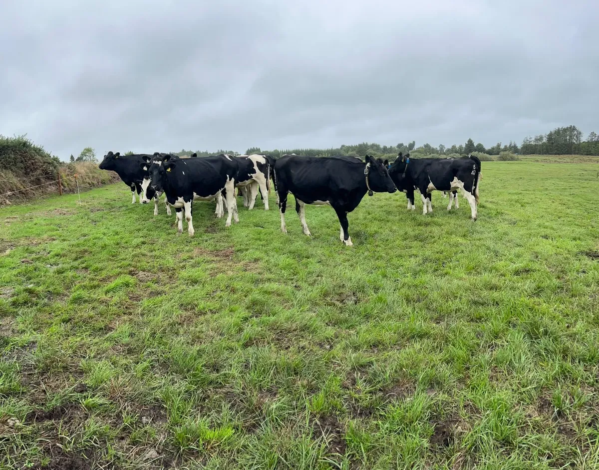 Pedigree registered Friesian Heifers - Image 2