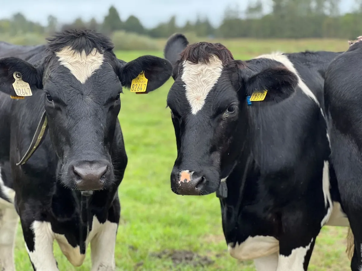 Pedigree registered Friesian Heifers - Image 1