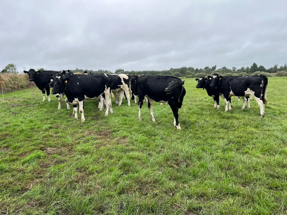 Pedigree registered Friesian Heifers - Image 3