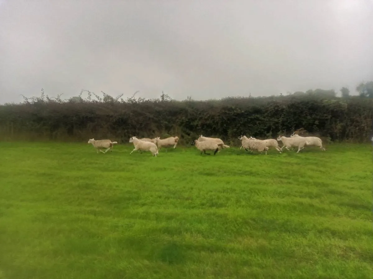 Organic store lambs - Image 2