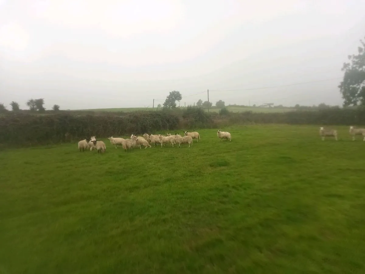 Organic store lambs - Image 3