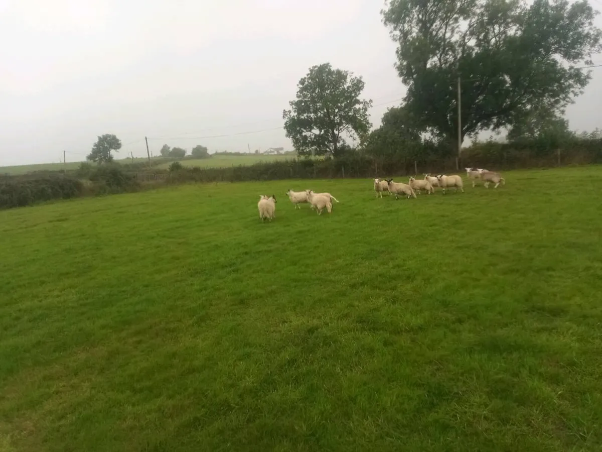Organic store lambs - Image 4