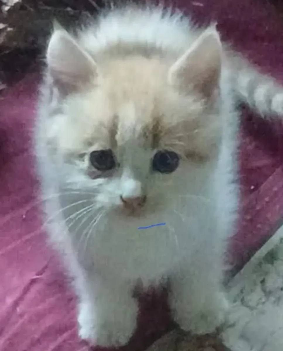 Kittens - Image 1