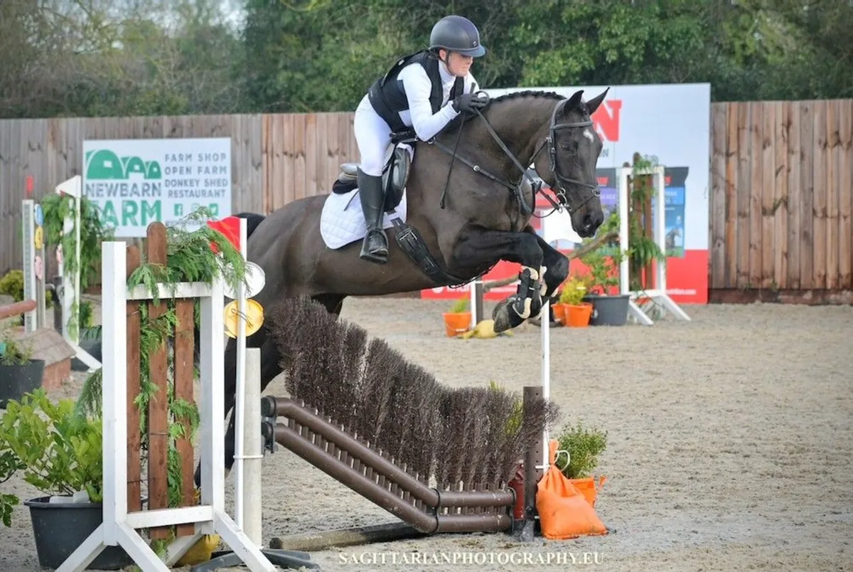 Competitive 7YO Mare - Image 1