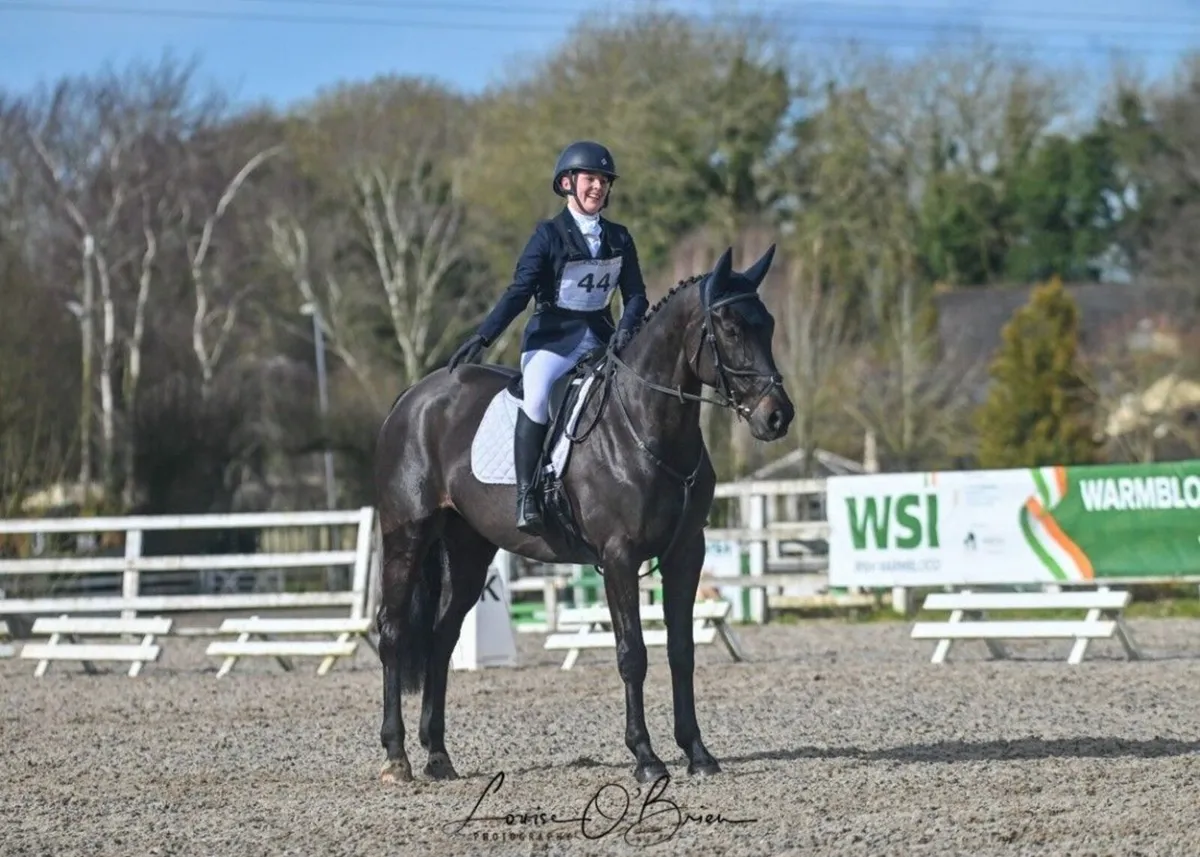 Competitive 7YO Mare - Image 4