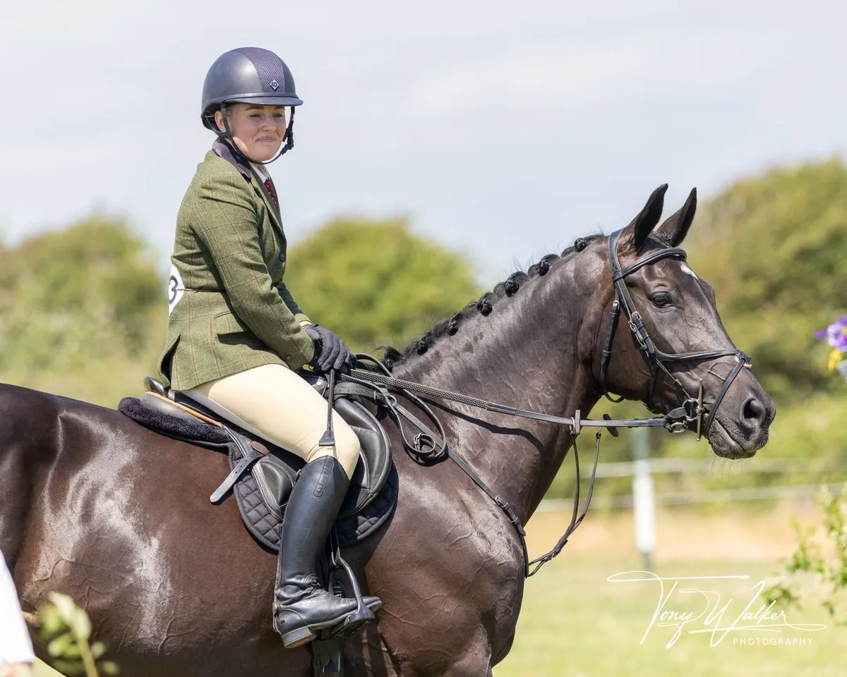 Competitive 7YO Mare - Image 2