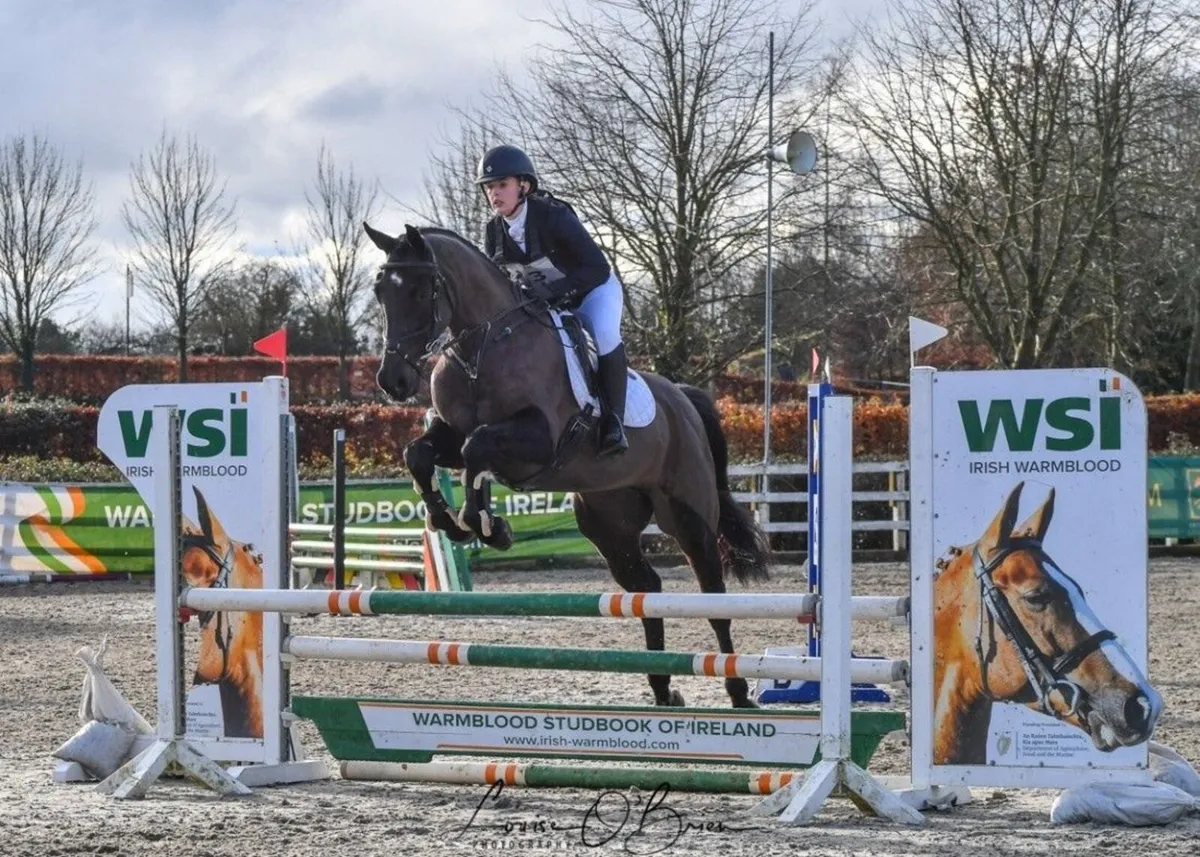 Competitive 7YO Mare - Image 3