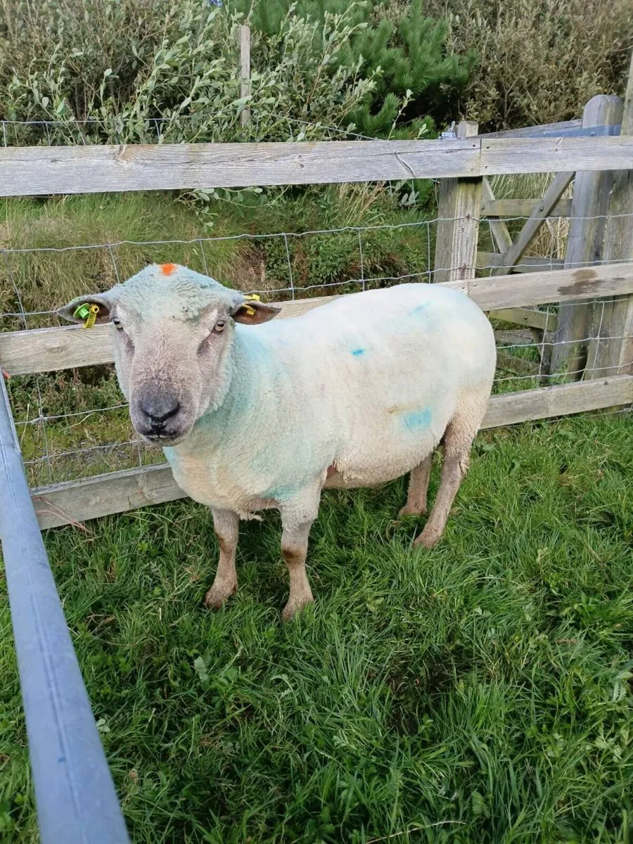 Vendeen ram - Image 3
