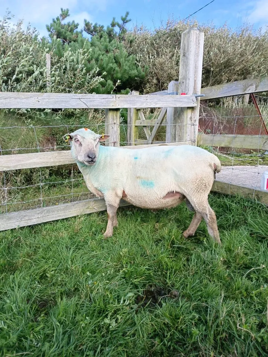 Vendeen ram - Image 1