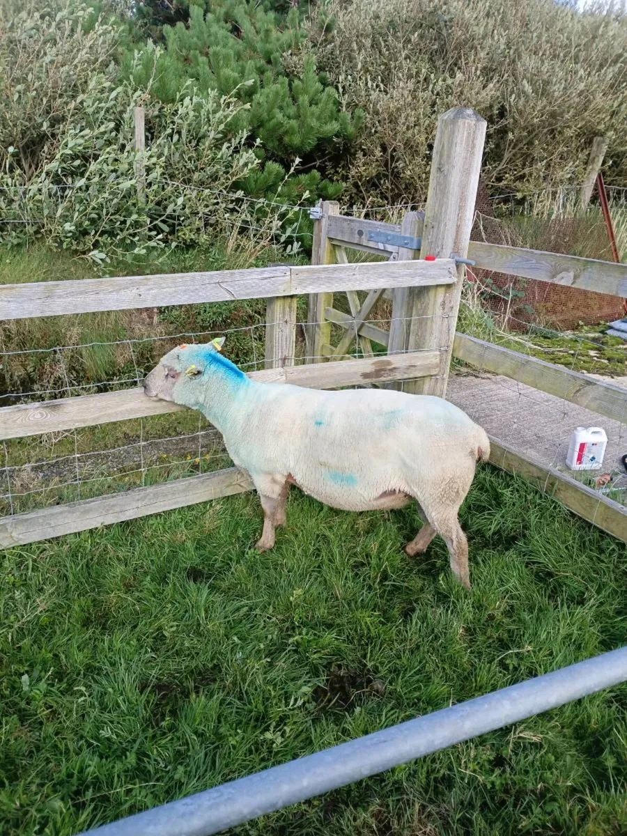 Vendeen ram - Image 4