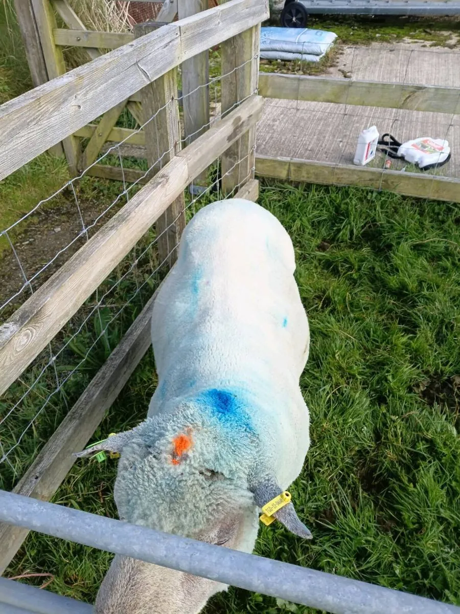 Vendeen ram - Image 2