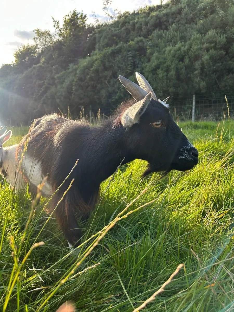 Pygmy goats - Image 4