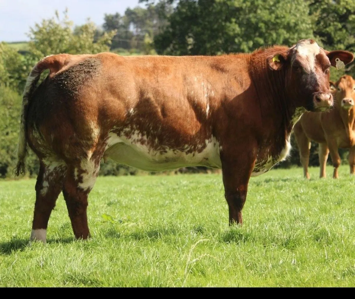 🌟70 Incalf heifers🌟Markethill Mart🌟 Sept 24th - Image 2